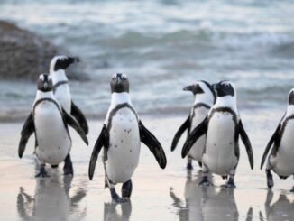 Pudgy Penguins Secures Las Vegas Sphere Spot After Dogwifhat Campaign Fails