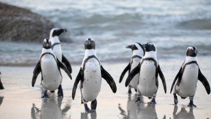 Pudgy Penguins Secures Las Vegas Sphere Spot After Dogwifhat Campaign Fails