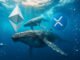 While Ethereum whales rotate, XRP data shows a fatal concentration flaw that leaves one group holding the bag.