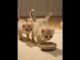 Yummy!,made by grok, #ai, #cute, #kitten
