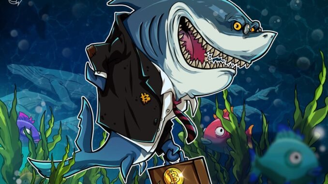 Bitcoin Sharks Accumulate Despite 'Perfect Bull Trap' Warnings