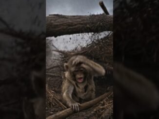 He proves monkeys are not for beginners #trending #monkey #ai #subscribe #followme #funny #animals