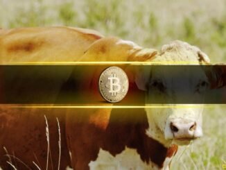 Bitcoin's Next Bull Run Depends on This Single On-Chain Indicator