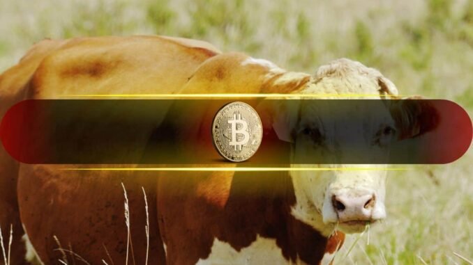 Bitcoin's Next Bull Run Depends on This Single On-Chain Indicator Bitcoin's Next Bull Run Depends on This Single On-Chain Indicator