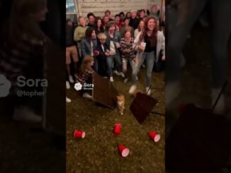 show #chatgpt #automobile #flow #funny #animals #gemini #cat #swimming #baby #cute