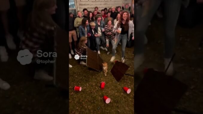 show #chatgpt #automobile #flow #funny #animals #gemini #cat #swimming #baby #cute