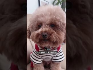 #AI Age-specific Deception Guide#Play freely with the ever-changing ai#Sui Bian app#Teddy