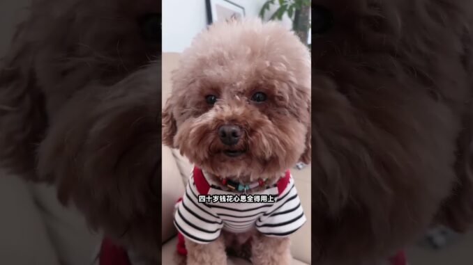 #AI Age-specific Deception Guide#Play freely with the ever-changing ai#Sui Bian app#Teddy