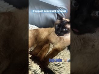 The one and only Bae Coin just launched on Pumpfun.Real Cat Real Memes🐈  #solana #memecoins #crypto