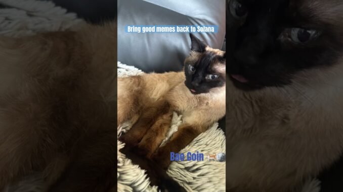 The one and only Bae Coin just launched on Pumpfun.Real Cat Real Memes🐈  #solana #memecoins #crypto
