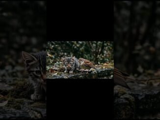 ঝুম বৃষ্টির মধ্যে একা কাঁপছে একটি 🐱 #shorts #ai #viral #bird #catshorts