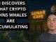 AI Discovers What Crypto Coins Whales Are Accumulating
