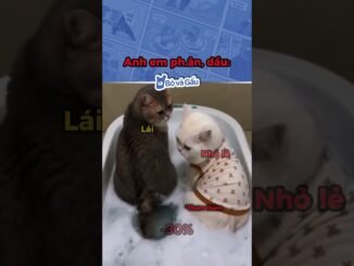 Anh em nay ăn đủ #bovagau #dautu #memes #cryptocurrency #bitcoin #trading