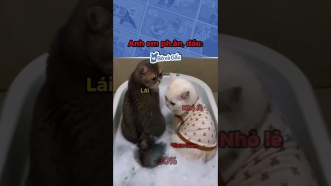 Anh em nay ăn đủ #bovagau #dautu #memes #cryptocurrency #bitcoin #trading