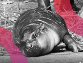 Moo Deng Meme Coin Rises After Man Fined for Entering Viral Pygmy Hippo's Den