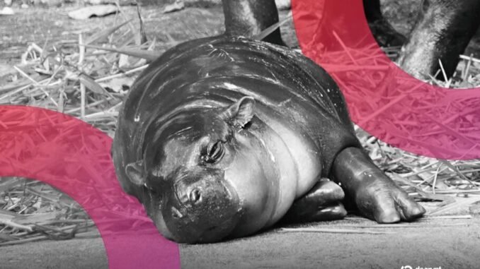 Moo Deng Meme Coin Rises After Man Fined for Entering Viral Pygmy Hippo's Den