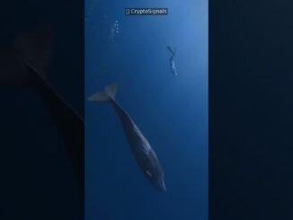 🐋 Read Whale Alerts Like a PRO in 60 Seconds!