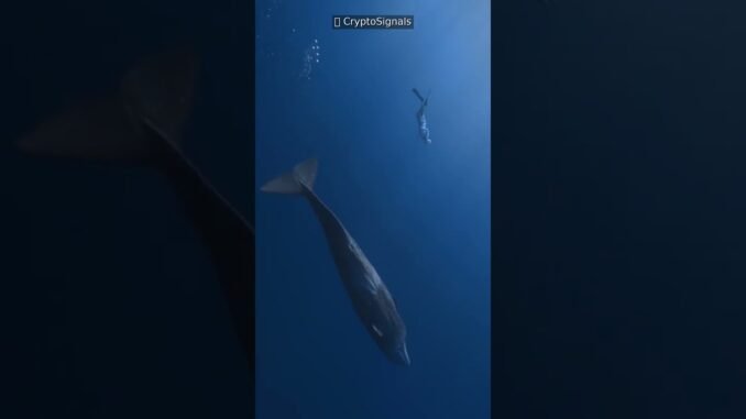 🐋 Read Whale Alerts Like a PRO in 60 Seconds!