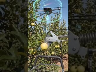 🚁#drone #guides #cutter to #harvest #fruit #from #tree #robot #advance #future #farming #ai  #shorts