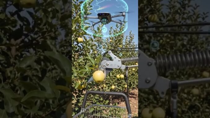 🚁#drone #guides #cutter to #harvest #fruit #from #tree #robot #advance #future #farming #ai  #shorts