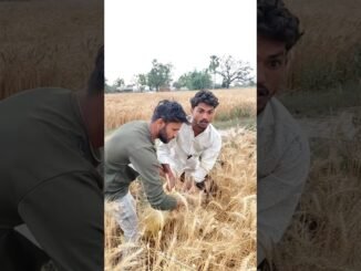 #gehu #chori #shorts #viral #funny #trending #comedy #video #memes #trend #ytshorts #chatgpt #new