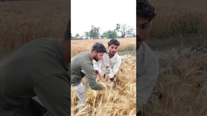 #gehu #chori #shorts #viral #funny #trending #comedy #video #memes #trend #ytshorts #chatgpt #new